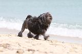PETIT CHIEN LION 124